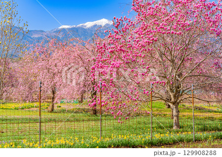 【山梨県】南アルプスを背に眞原（さねはら）の紫モクレンと桜 129908288