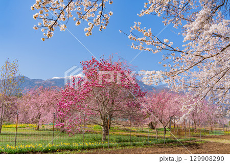 【山梨県】南アルプスを背に眞原（さねはら）の紫モクレンと桜 129908290