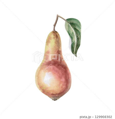 Whole pear with leaf. Isolated watercolor illustration of fruit for design of packages of juices, purees, baby food, jam, compotes, printing on posters and clothes. 129908302