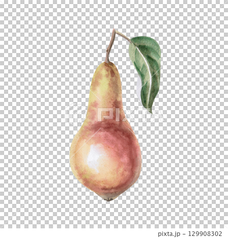 Whole pear with leaf. Isolated watercolor illustration of fruit for design of packages of juices, purees, baby food, jam, compotes, printing on posters and clothes. Whole pear with leaf. Isolated watercolor illustration of fruit for design of packages of juices, purees, baby food, jam, compotes, printing on posters and clothes. 129908302