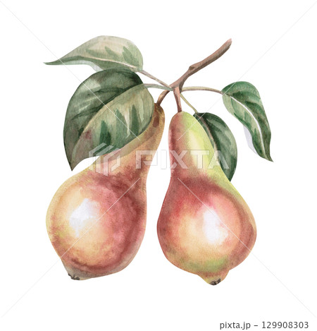 Two pears on a branch. Isolated watercolor illustration of fruits for design of packages of juices, purees, baby food, jam, compotes, printing on posters and clothes. Two pears on a branch. Isolated watercolor illustration of fruits for design of packages of juices, purees, baby food, jam, compotes, printing on posters and clothes. 129908303