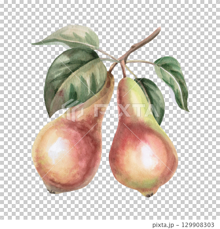 Two pears on a branch. Isolated watercolor illustration of fruits for design of packages of juices, purees, baby food, jam, compotes, printing on posters and clothes. Two pears on a branch. Isolated watercolor illustration of fruits for design of packages of juices, purees, baby food, jam, compotes, printing on posters and clothes. 129908303