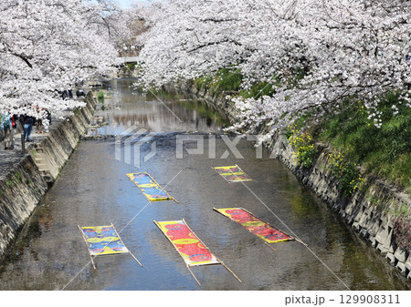 桜　岩倉市　桜まつり　五条川　愛知県 129908311