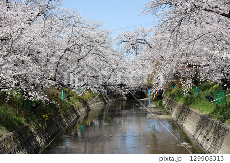 桜 岩倉市 桜まつり 五条川 愛知県 桜 岩倉市 桜まつり 五条川 愛知県 129908313