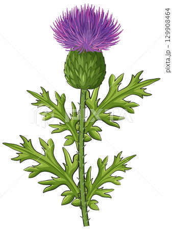 Scottish Thistle Botanical Vector Illustration with Green Leaves 129908464