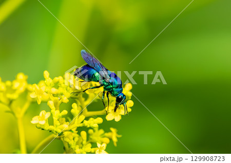オミナエシの花の蜜を吸うオオセイボウ オミナエシの花の蜜を吸うオオセイボウ 129908723