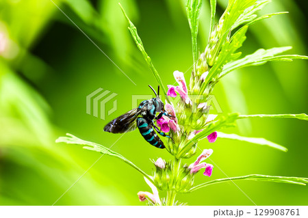 メハジキに吸蜜に来たルリモンハナバチ メハジキに吸蜜に来たルリモンハナバチ 129908761