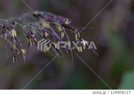 笹の花 笹の花 129909117