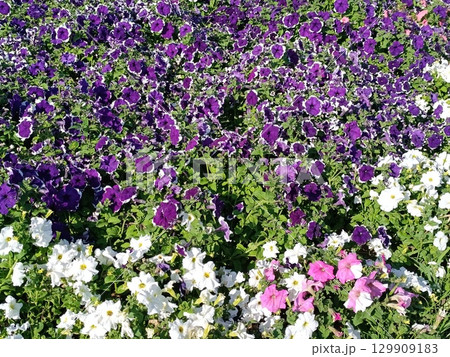 Petunia flowers white, pink and purple in a flowerbed Petunia flowers white, pink and purple in a flowerbed 129909183
