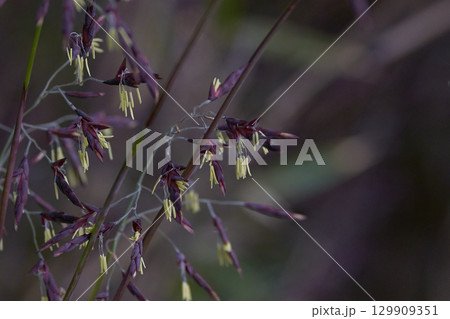 笹の花 129909351