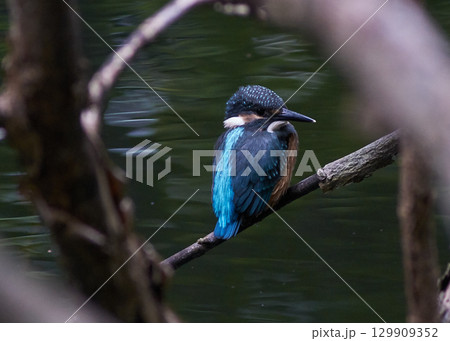 カワセミ 夏 カワセミ 夏 129909352