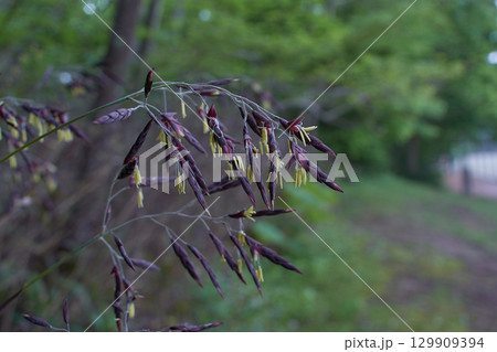 笹の花 笹の花 129909394