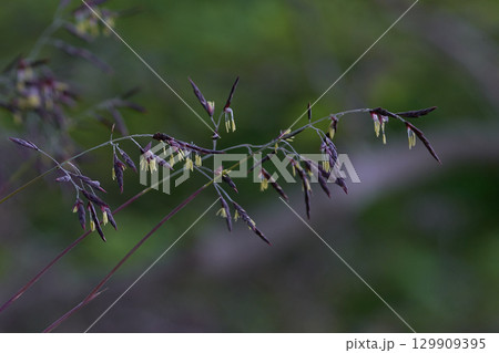 笹の花 笹の花 129909395