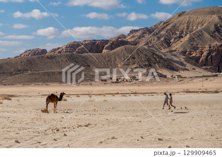Desert walk with a camel in the Sinai desert of Egypt during daylight hours Desert walk with a camel in the Sinai desert of Egypt during daylight hours 129909465
