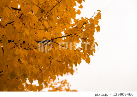 Vibrant yellow leaves adorn branches against a pale sky during autumn season in a tranquil park Vibrant yellow leaves adorn branches against a pale sky during autumn season in a tranquil park 129909466