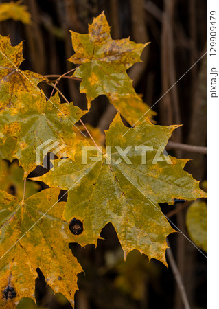 Colorful autumn maple leaves showcasing vibrant shades of yellow and green in a natural setting 129909479