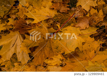 Colorful autumn leaves blanket the ground in a tranquil outdoor setting during the fall season Colorful autumn leaves blanket the ground in a tranquil outdoor setting during the fall season 129909481