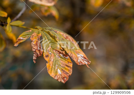 Close up view of autumn leaves showcasing vibrant colors and natural textures in a tranquil setting 129909506