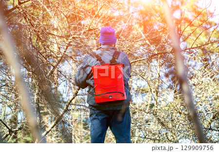 A retired man treats trees and bushes with an electric sprayer against pests and diseases in the spring, background, sunset 129909756