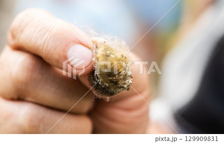 A nest of small spiders in a person's hand. Spider cocoon, close-up A nest of small spiders in a person's hand. Spider cocoon, close-up 129909831