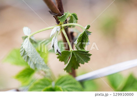 Frostbitten leaves and raspberry bushes spring, close-up 129910000