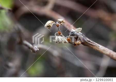 Dry leaves and branches of grapes frostbitten in spring, close-up 129910001