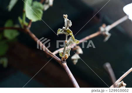Dry leaves and branches of grapes frostbitten in spring, close-up 129910002