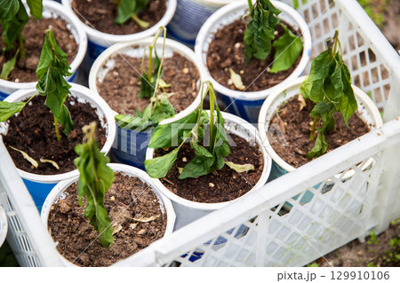 Frozen seedlings in cups for planting pepper plants. Frosts in spring, close-up 129910106
