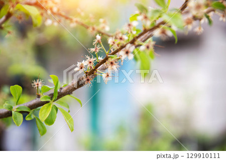 Frozen flowers of a fruit tree in spring. Frost in spring, damage to crops, copy space for text 129910111