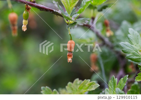 Brown rotten and frostbitten gooseberry berries on a bush branch in spring, close-up Brown rotten and frostbitten gooseberry berries on a bush branch in spring, close-up 129910115
