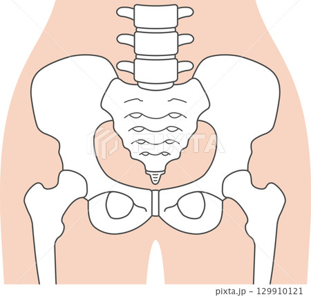 女性の骨盤 129910121