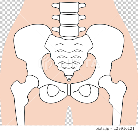 Female pelvis Female pelvis 129910121