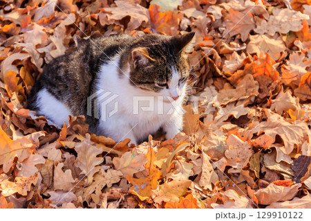 Cat on fallen autumn leaves in the park 129910122