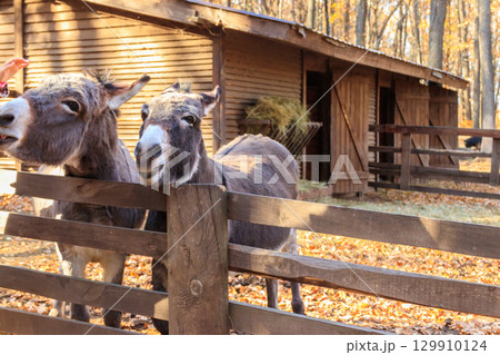 Donkeys in a paddock on farmyard 129910124