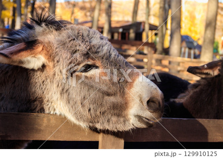 Donkey in a paddock on farmyard Donkey in a paddock on farmyard 129910125