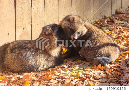 Pair of common raccoon dogs (Nyctereutes procyonoides), also called the Chinese or Asian raccoon dog Pair of common raccoon dogs (Nyctereutes procyonoides), also called the Chinese or Asian raccoon dog 129910126