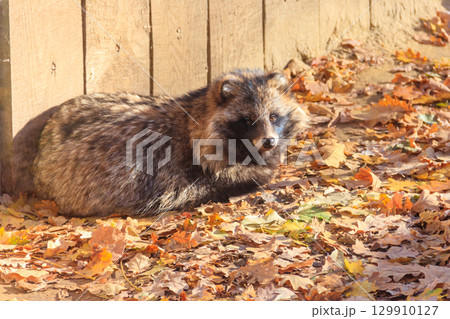 Common raccoon dog (Nyctereutes procyonoides), also called the Chinese or Asian raccoon dog Common raccoon dog (Nyctereutes procyonoides), also called the Chinese or Asian raccoon dog 129910127