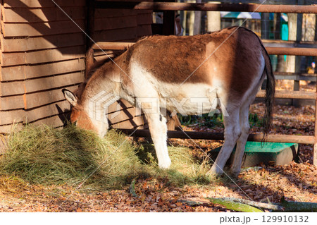 Kiang (Equus kiang), also known Tibetan wild ass, khyang and gorkhar Kiang (Equus kiang), also known Tibetan wild ass, khyang and gorkhar 129910132