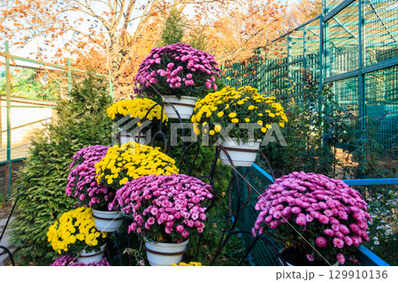 Colorful chrysanthemums flowers in pots in a park 129910136
