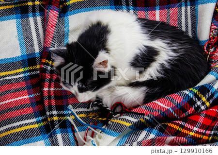Cute lazy cat is lying on a checkered plaid Cute lazy cat is lying on a checkered plaid 129910166