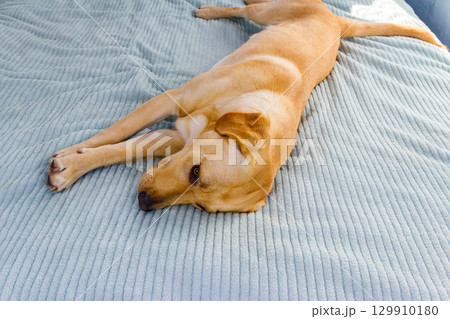 Cute labrador retriever dog lying on a bed 129910180