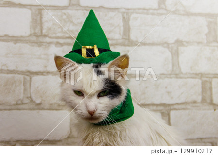 Portrait of beautiful cat wearing a green leprechaun hat. St. Patrick's Day concept Portrait of beautiful cat wearing a green leprechaun hat. St. Patrick's Day concept 129910217