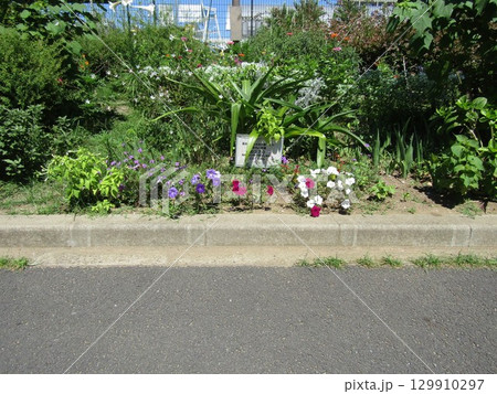ペチニアの白赤桃色青色の花と紫色のバーベナの花 129910297
