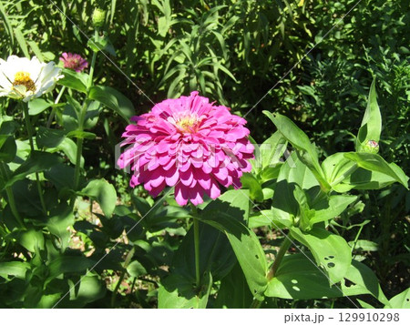 百日草の桃色の花 129910298