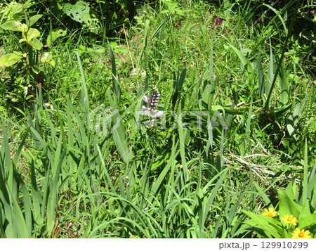 ネジバナの桃色の花 129910299