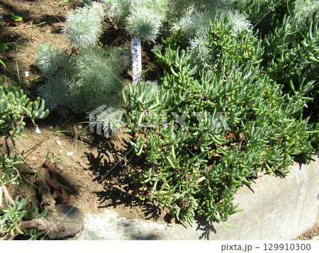 マツバギクとアサギリ草 129910300