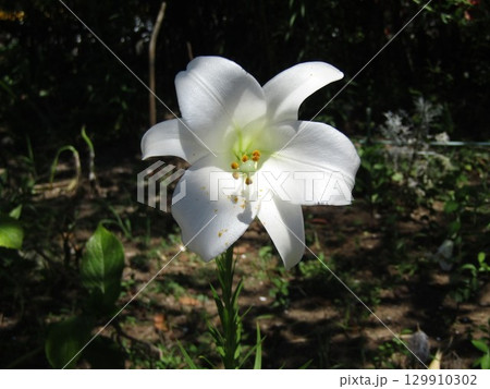 高砂百合の白い花 129910302