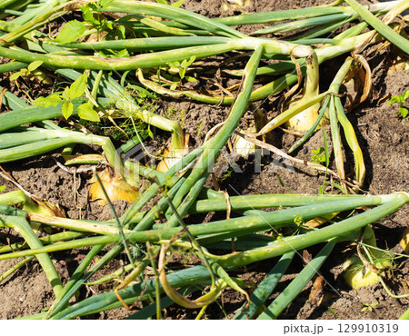 Large onions with green feathers in the garden in summer, close-up 129910319