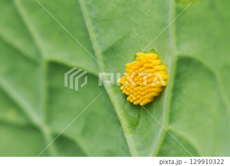 Yellow larvae on cabbage leaf of caterpillar or white butterfly pests, close-up 129910322
