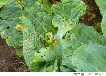 Holes in cabbage leaves after parasites of butterflies and caterpillars, close-up, background 129910323